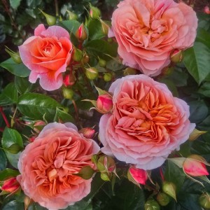 ITS A WONDERFUL LIFE (floribunda)